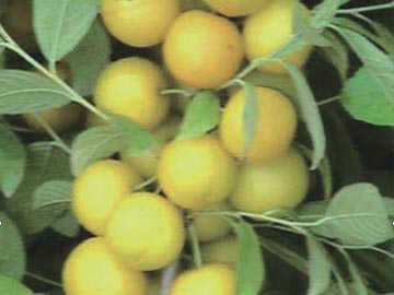 杏黃三變黃鈣果