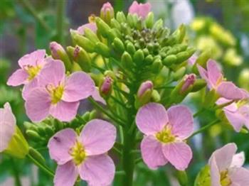 彩色油菜花