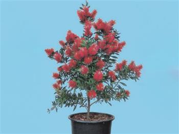 耐寒多花紅千層