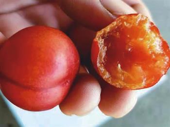 紅珍珠鈣果