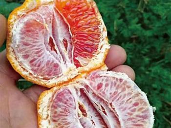 紅韻香柑