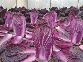 紫紅白菜