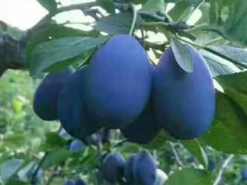 藍蜜西梅