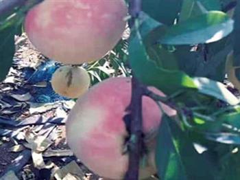 蜜罐桃