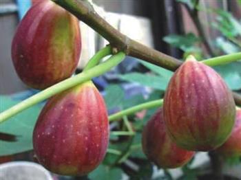 波姬紅無花果